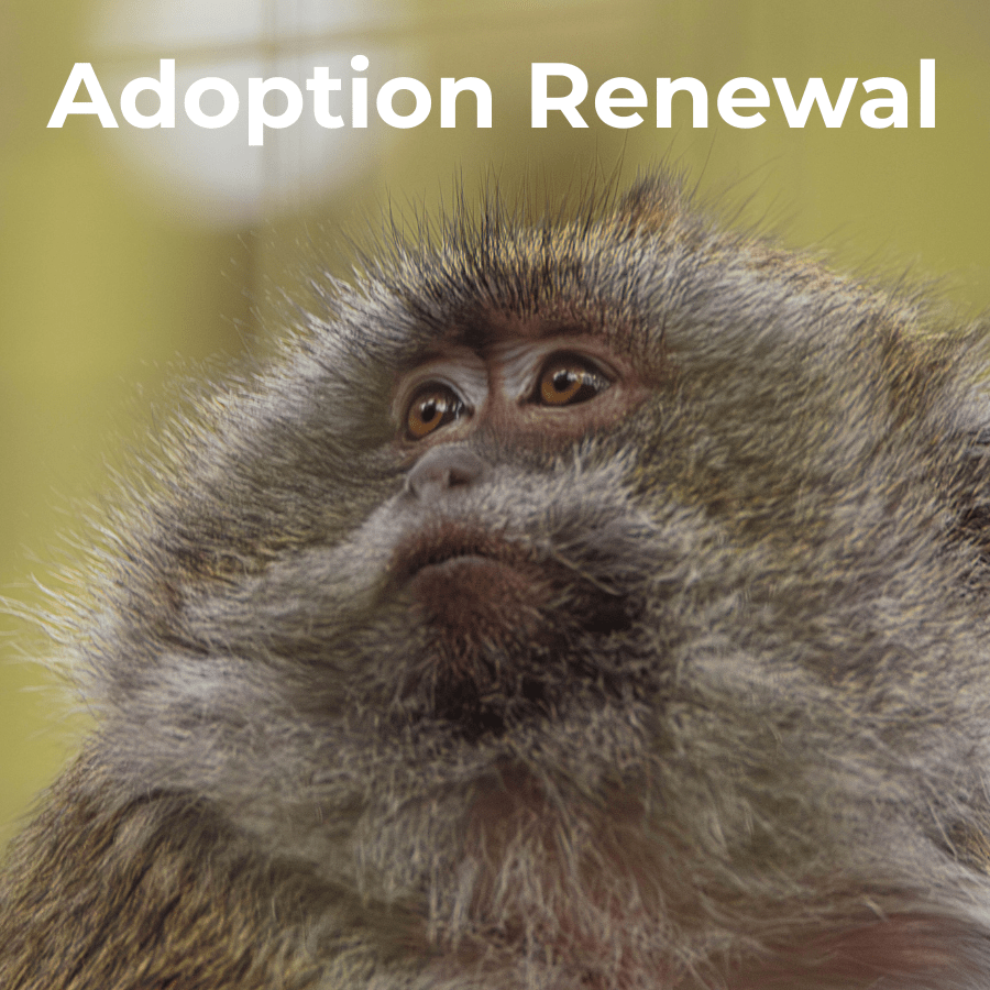 Annual Adoption Renewal