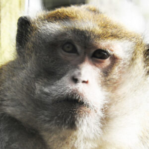 Tom International e-Adoption