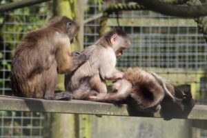 Grooming train SH (14)