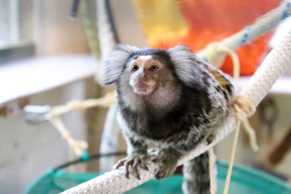 Primate License for Common Marmoset
