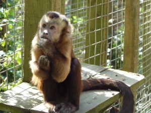 'Dexter' the monkey to be renamed